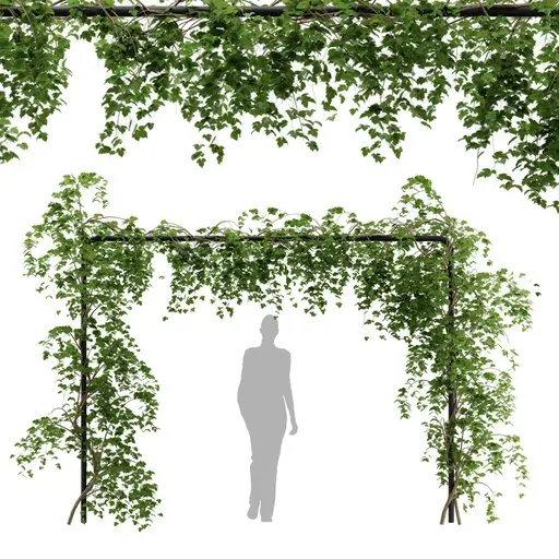 simple ivy Trellis plant