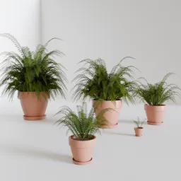 Matteuccia - Various shape with GN