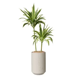 House Plant Dracaena Lemon Lime
