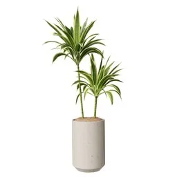 House Plant Dracaena Lemon Lime