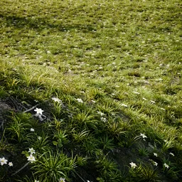 Grass Spring set