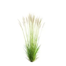 Grass Molinia Caerulea Heidebraut