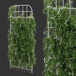 Grid Ivy Flowering Plant