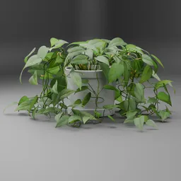 Pothos Plant Pot
