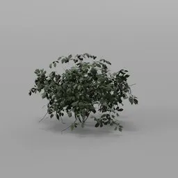 Berry Bush