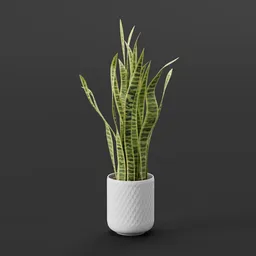 Snake plant in a pot