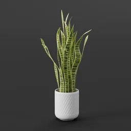 Snake plant in a pot