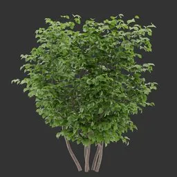 Bush Plant