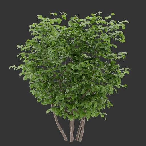 Bush Plant