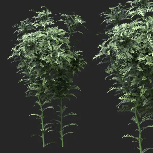 Silver Green Feather Leaf Simple Plant