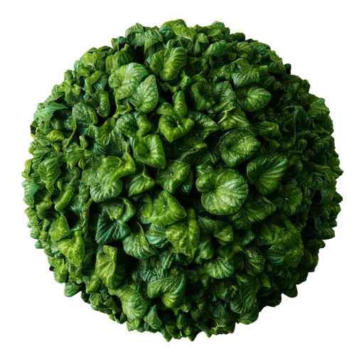 Forest Plant Leaves