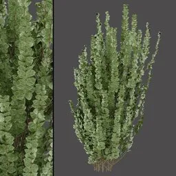 Green Variegated Shrub