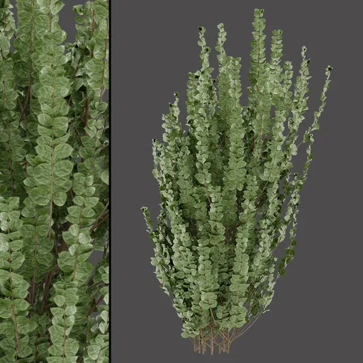 Green Variegated Shrub