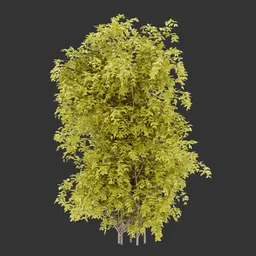 Vertical bush Autumn Plant