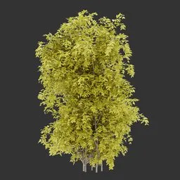 Vertical bush Autumn Plant