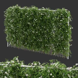 Horizontal Fence Ivy Flowering Q