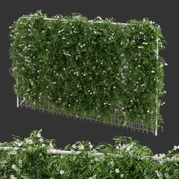 Fence Ivy Flowering Plant