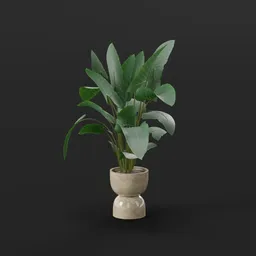 Plant