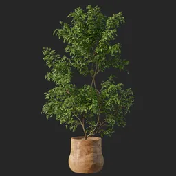 Indoor tree