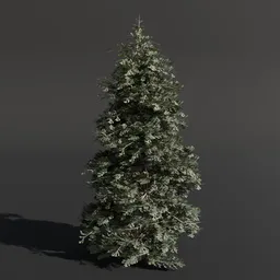 Abies Alba Silver Fir Medium Green