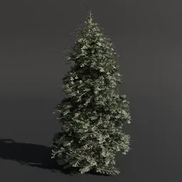 Abies Alba Silver Fir Medium Green