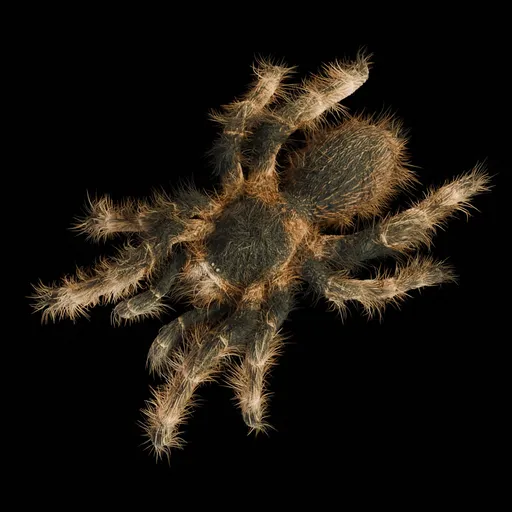 Real Spider