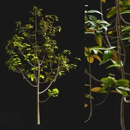 Ficus Tree