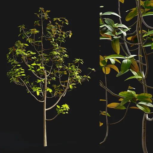 Ficus Tree