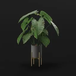 Elephant Ear Taro Grown Potted