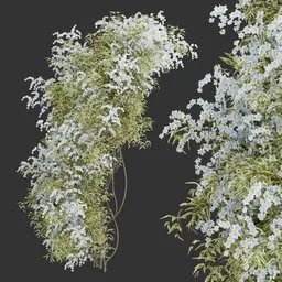 Flowering Wall Climber Plant