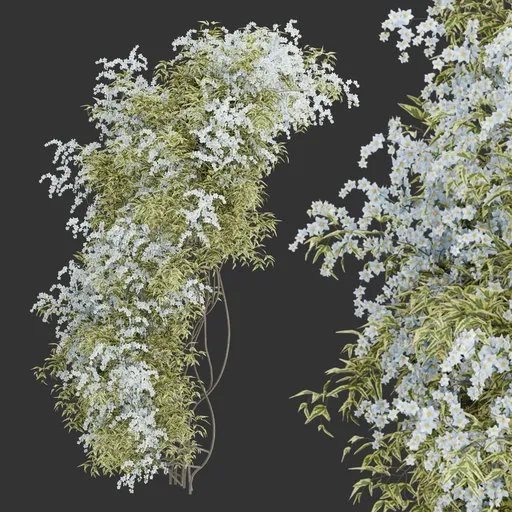 Flowering Wall Climber Plant