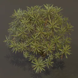 Honey Spurge Bush Elder