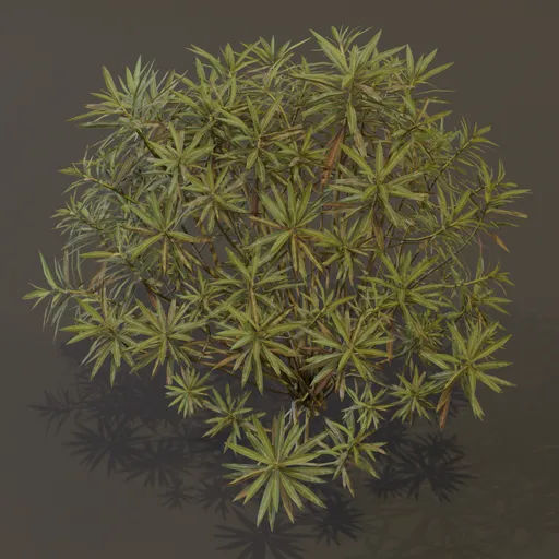 Honey Spurge Bush Elder