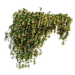 Climbing Roses Wall Grow Top yellow