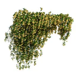 Climbing Roses Wall Grow Top yellow