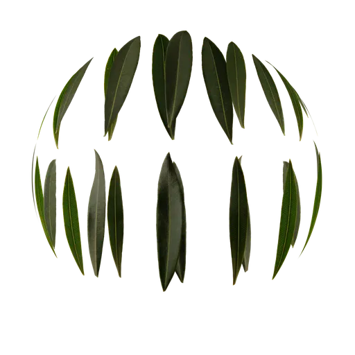 Oleander  Rosebay Leaves