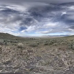 Tree Forster Cloudly Sky