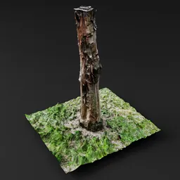 Tall Cut Tree Stump