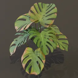 Monestera Plant Tall