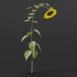 Highly detailed 3D sunflower model with color change node, suitable for game environments and diverse 3D landscaping scenes.