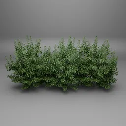 Realistic Garden Hedge Bush Low Poly