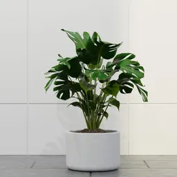 Tropical Monstera  Planter