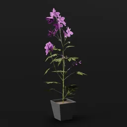 Plant Larkspur Med Pot