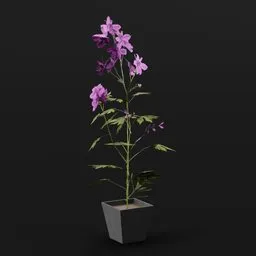 Plant Larkspur Med Pot