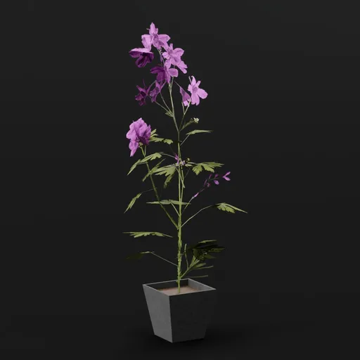 Plant Larkspur Med Pot
