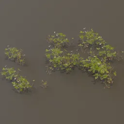 Herb Robert Geranium Robertianum