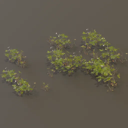Herb Robert Geranium Robertianum