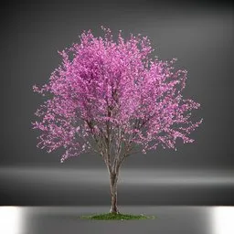 Tree Eastern Redbud Animated