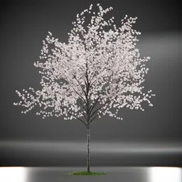 Tree Amelanchier Animated