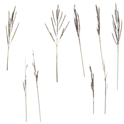 Imperata cylindrica inflorescence